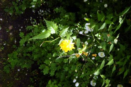 gallery_11775_4353_11647.jpg