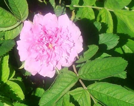 gallery_12789_2988_79621.jpg