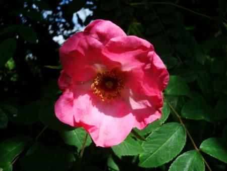 gallery_12789_2317_103087.jpg