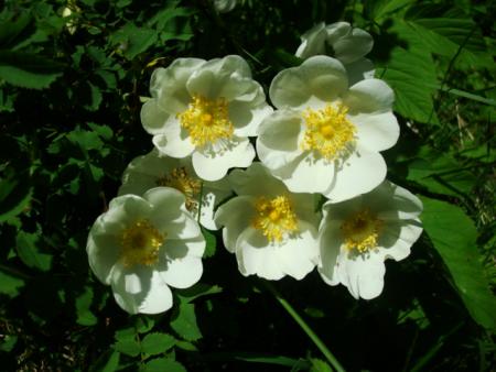 gallery_12789_2317_20121.jpg