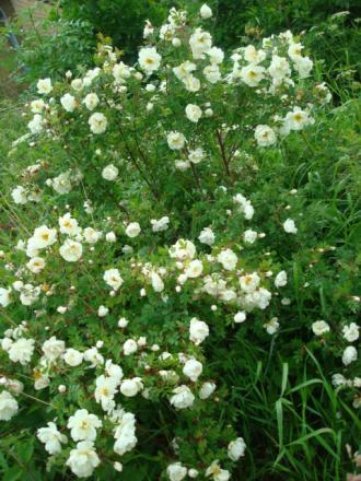 gallery_12789_2988_36702.jpg