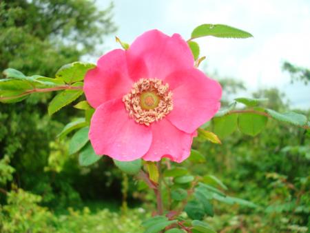 gallery_12789_2988_62179.jpg