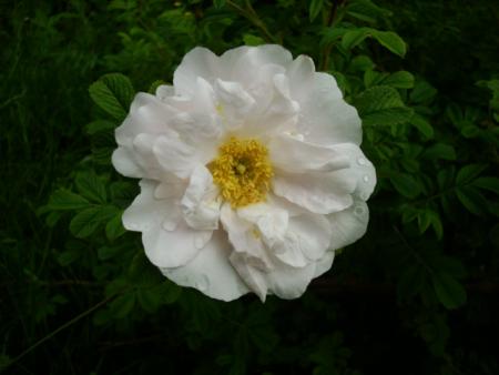 gallery_12789_2988_96869.jpg