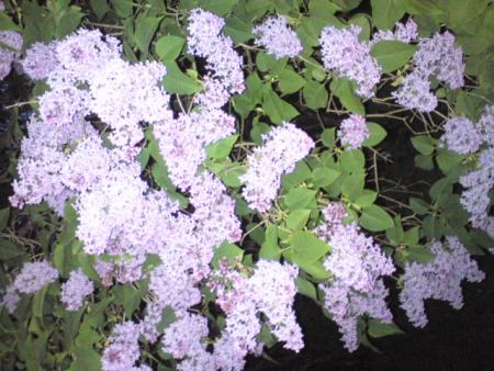 gallery_30236_4283_11579.jpg