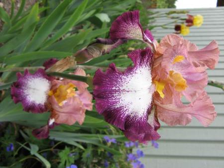 gallery_805_4339_29804.jpg