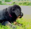tn_gallery_30236_4283_74325.jpg