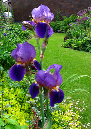 gallery_276_1328_47826.jpg
