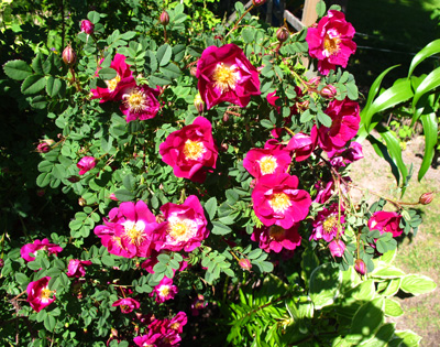 gallery_276_1640_86101.jpg