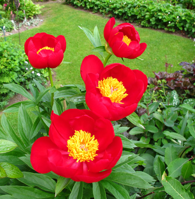gallery_276_3515_103180.jpg