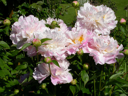 gallery_276_3515_17168.jpg