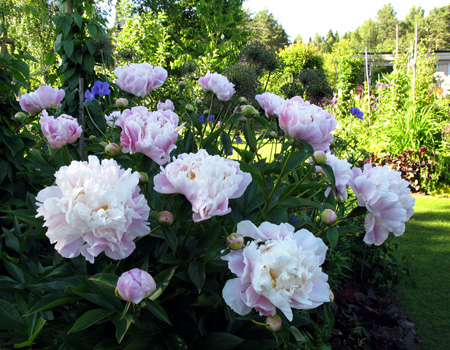 gallery_276_3515_29972.jpg