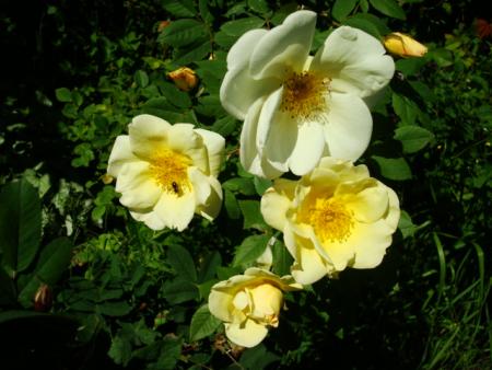 gallery_12789_2988_108923.jpg