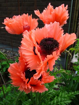 gallery_276_1328_64653.jpg