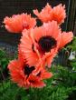 tn_gallery_276_1328_64653.jpg