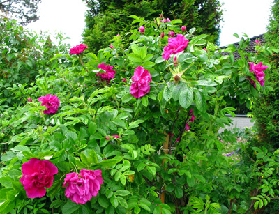 gallery_276_1645_16257.jpg