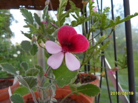 gallery_18075_2727_23903.jpg