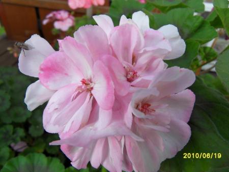 gallery_18075_2727_26991.jpg