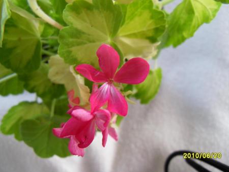 gallery_18075_2727_42632.jpg