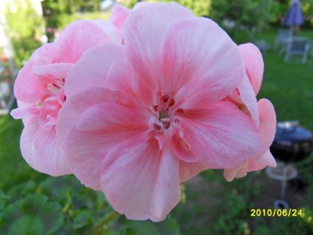 gallery_18075_2727_65502.jpg