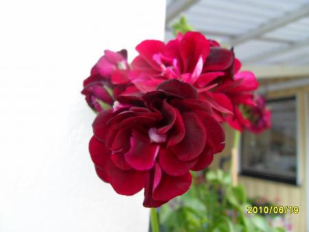 gallery_18075_2727_70271.jpg