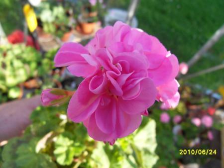 gallery_18075_2727_90601.jpg