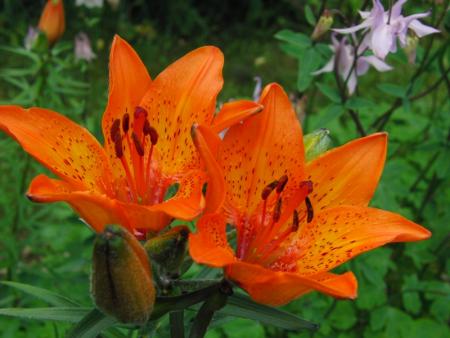 gallery_19984_4366_106163.jpg