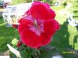 tn_gallery_18075_2727_116684.jpg
