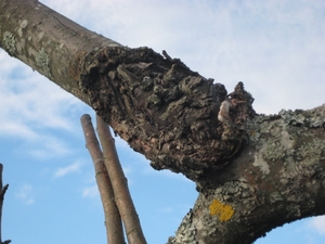 gallery_2242_4369_46741.jpg