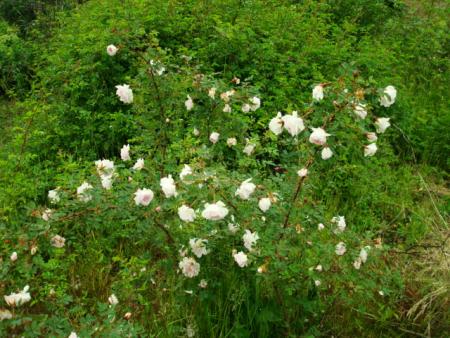 gallery_12789_2988_128907.jpg