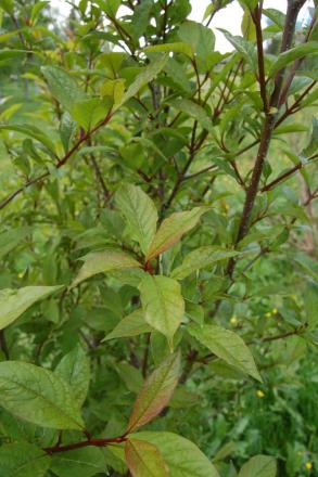 gallery_23014_4370_129691.jpg