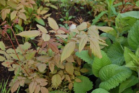 gallery_23014_4370_382455.jpg