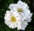 tn_gallery_276_1271_8662.jpg
