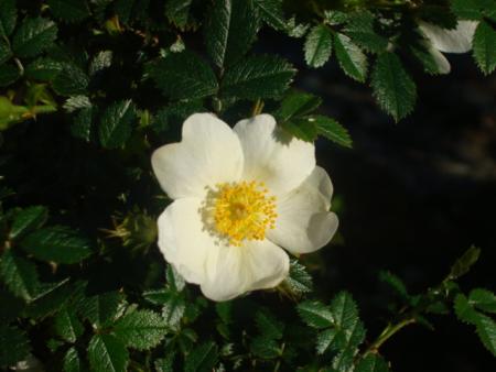gallery_12789_2509_108508.jpg