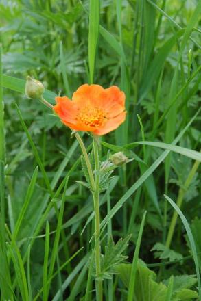 gallery_23014_4375_37707.jpg