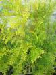 tn_gallery_31100_4371_25027.jpg