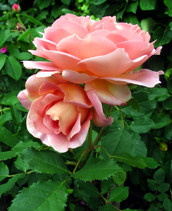 gallery_276_1247_13813.jpg