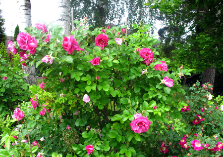 gallery_276_1247_50329.jpg