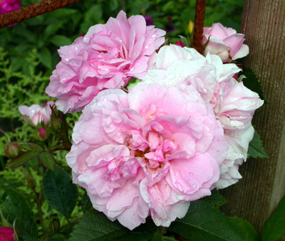 gallery_276_1271_3847.jpg