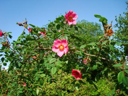 gallery_12789_2988_157174.jpg