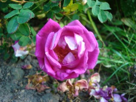 gallery_12789_2988_72799.jpg
