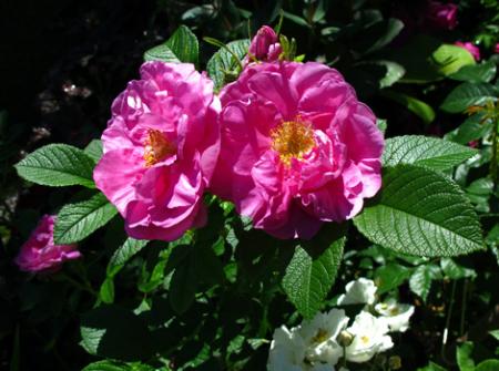 gallery_276_1271_58084.jpg