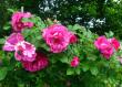 tn_gallery_276_1247_17445.jpg