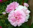 tn_gallery_276_1271_3847.jpg