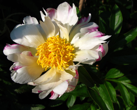 gallery_276_3515_32843.jpg