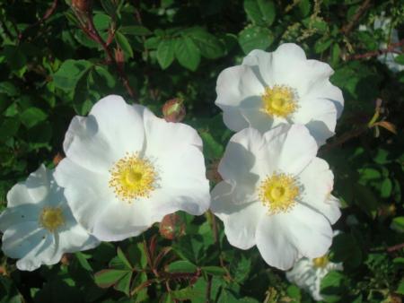 gallery_12789_2988_45576.jpg