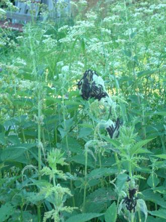 gallery_16329_3606_221709.jpg