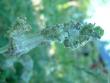 tn_gallery_16329_3606_186555.jpg