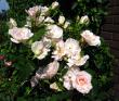 tn_gallery_276_1271_100235.jpg