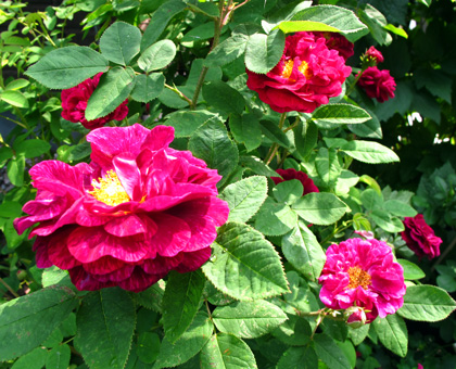 gallery_276_1637_54465.jpg
