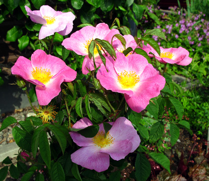 gallery_276_1637_68252.jpg